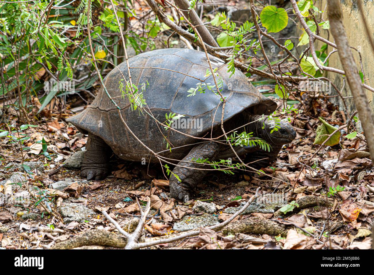 Mauritius giant land turtle in green forest setting, Mauritian native
