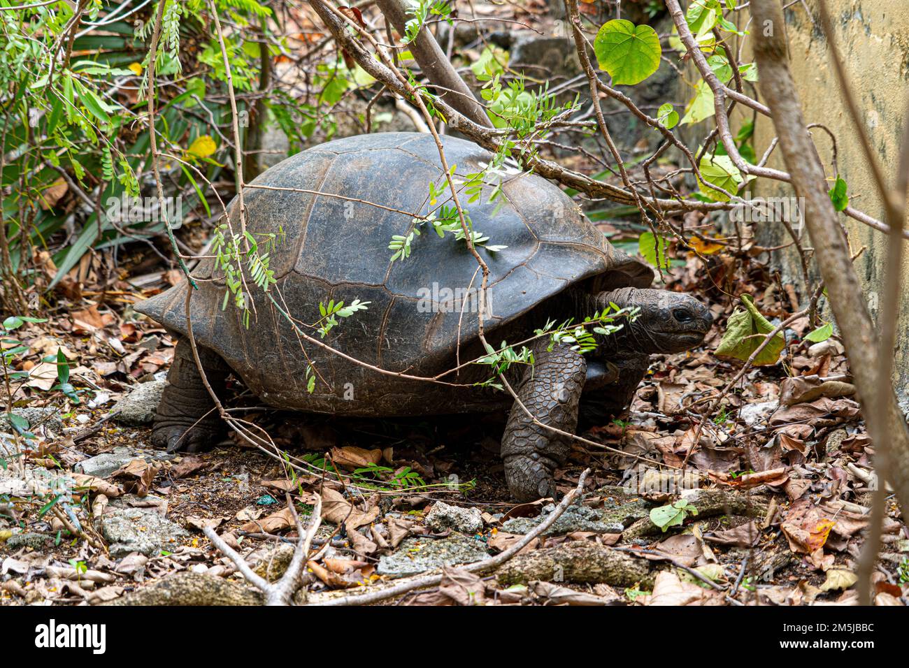 Mauritius Giant Land Turtle In Green Forest Setting Mauritian Native Mauritius Giant Land Turtle In Green Forest Setting Mauritian Native