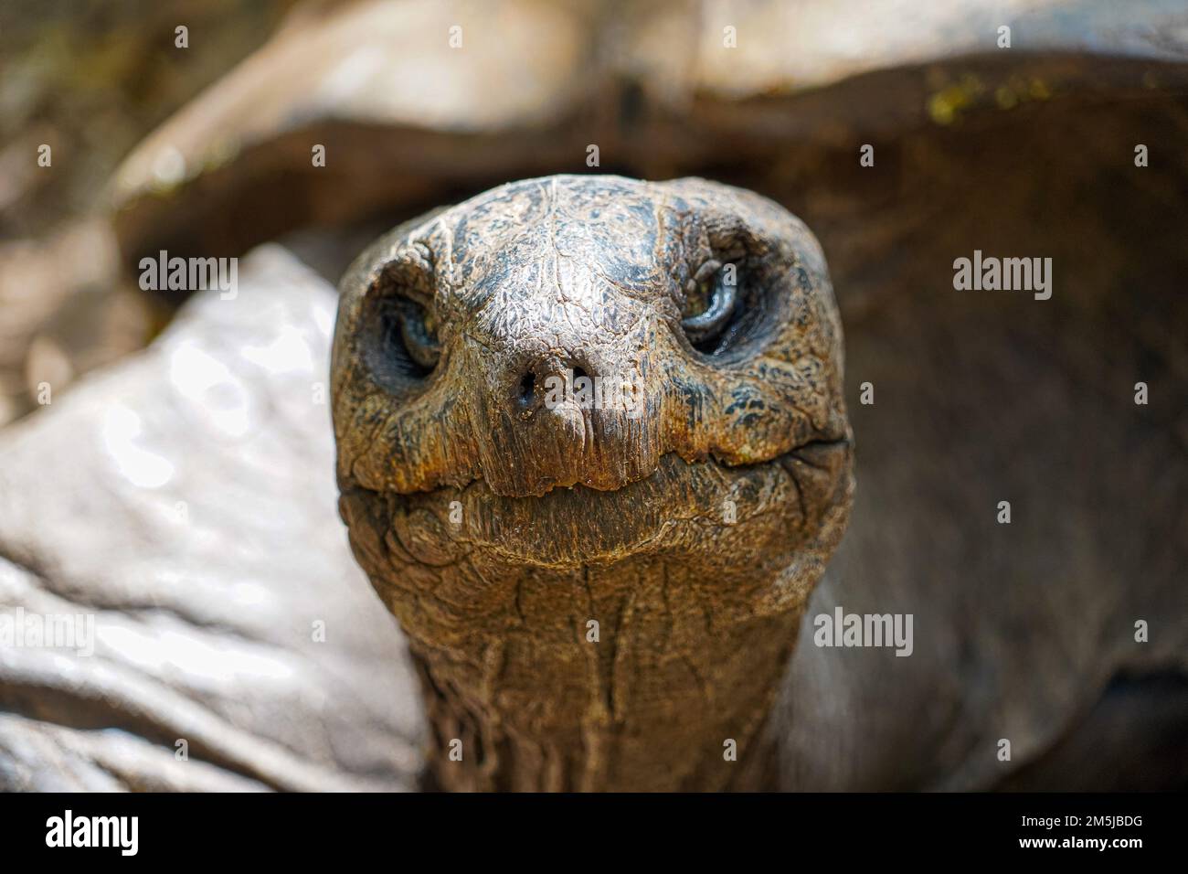 Mauritius giant land turtle in green forest setting, Mauritian native