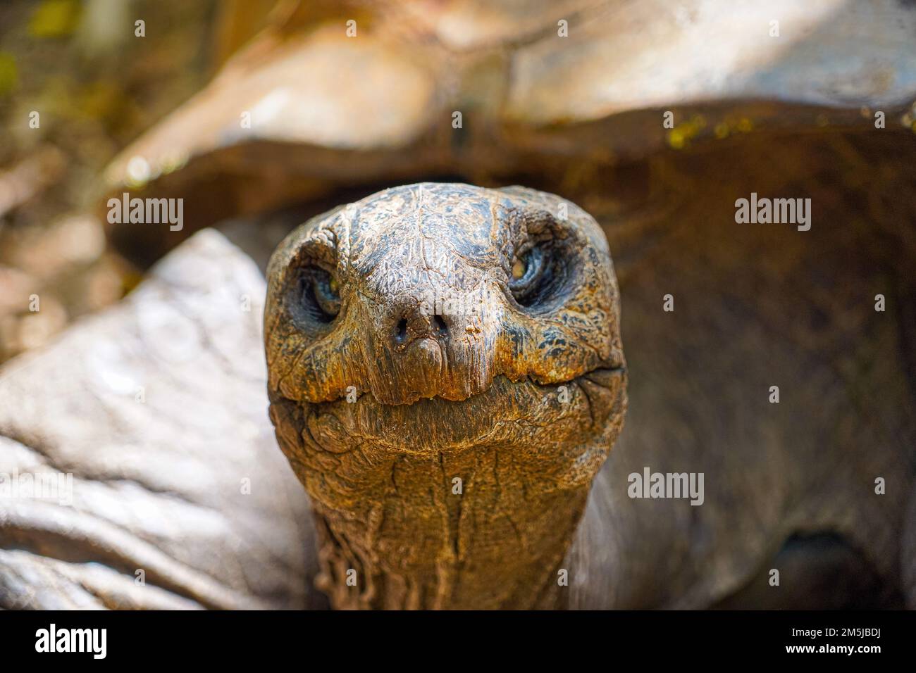 Mauritius giant land turtle in green forest setting, Mauritian native