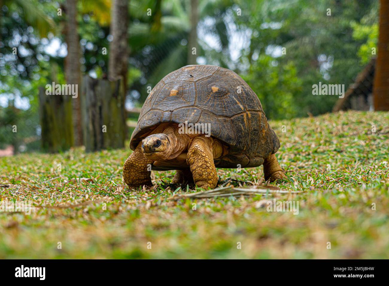 Mauritius giant land turtle in green forest setting, Mauritian native