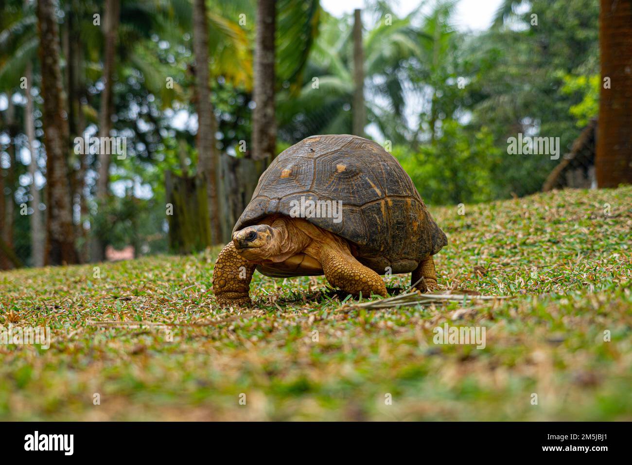 Mauritius giant land turtle in green forest setting, Mauritian native