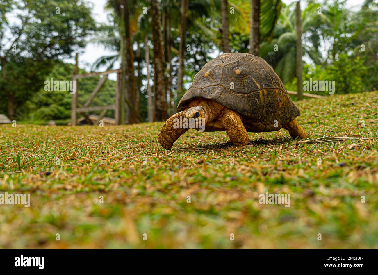 Mauritius giant land turtle in green forest setting, Mauritian native