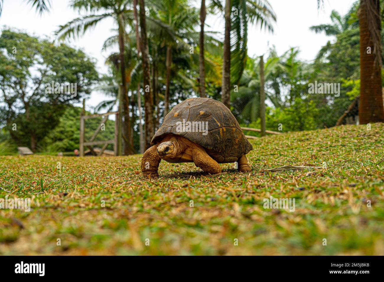 Mauritius giant land turtle in green forest setting, Mauritian native
