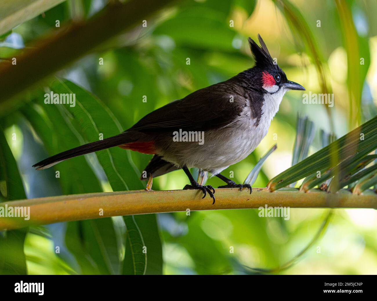 Mauritian pingo conde bird showing black white red and grey spotted