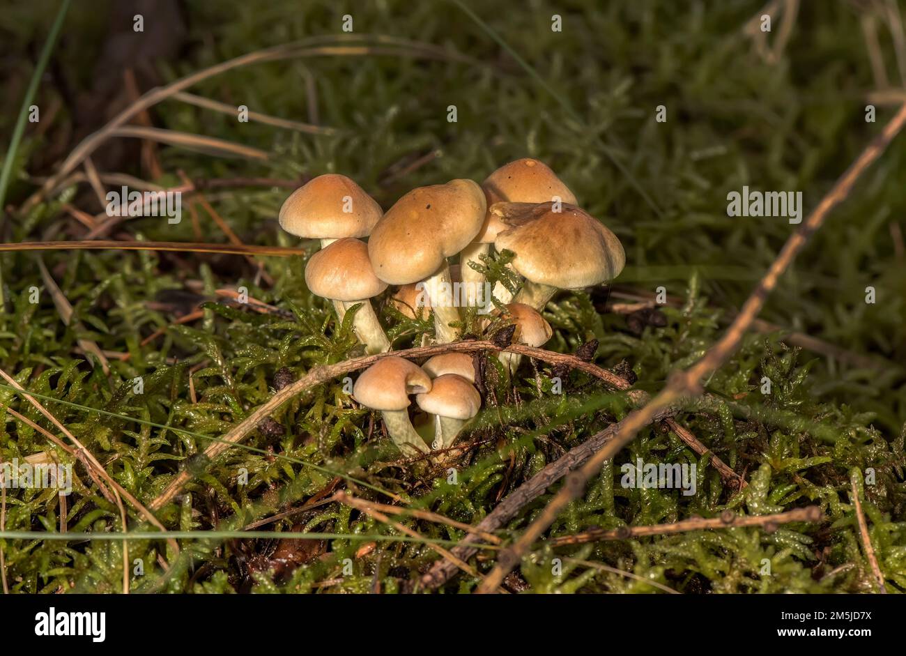 sWild mushroom in woodland in Scotland in the Autumn Stock Photo