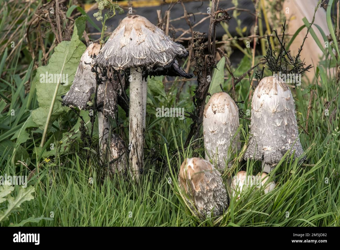 shaggy ink cap mushrooms in the grass Coprinus comatus, Shaggy Mane, Shaggy Inkcap, Lawyers Wig, Coprin chevelu, Schopftintling, Agarico chiomato, Ges Stock Photo