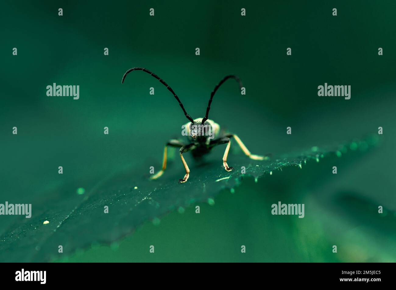 A closeup of an Anoplodera sitting on a green leaf Stock Photo