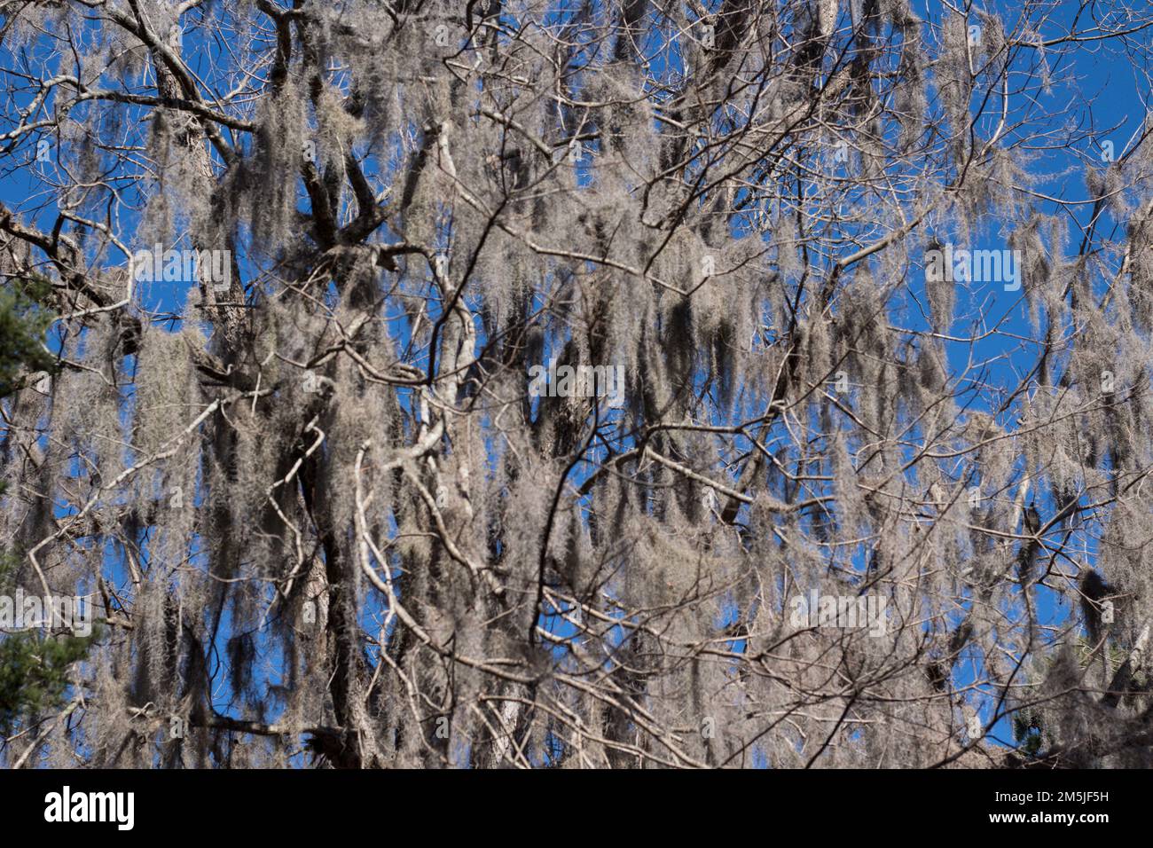 Old Oak tree covered in Spanish Moss making the tree look Ghostly in Fall and Winter! It is a bromeliad, Is in the same taxonomic family as pineapples Stock Photo