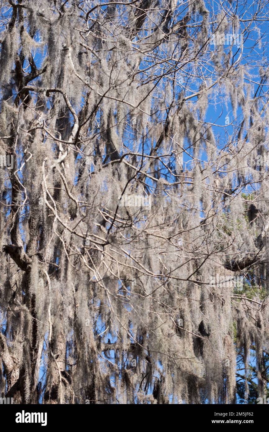 Old Oak tree covered in Spanish Moss making the tree look Ghostly in Fall and Winter! It is a bromeliad, Is in the same taxonomic family as pineapples Stock Photo