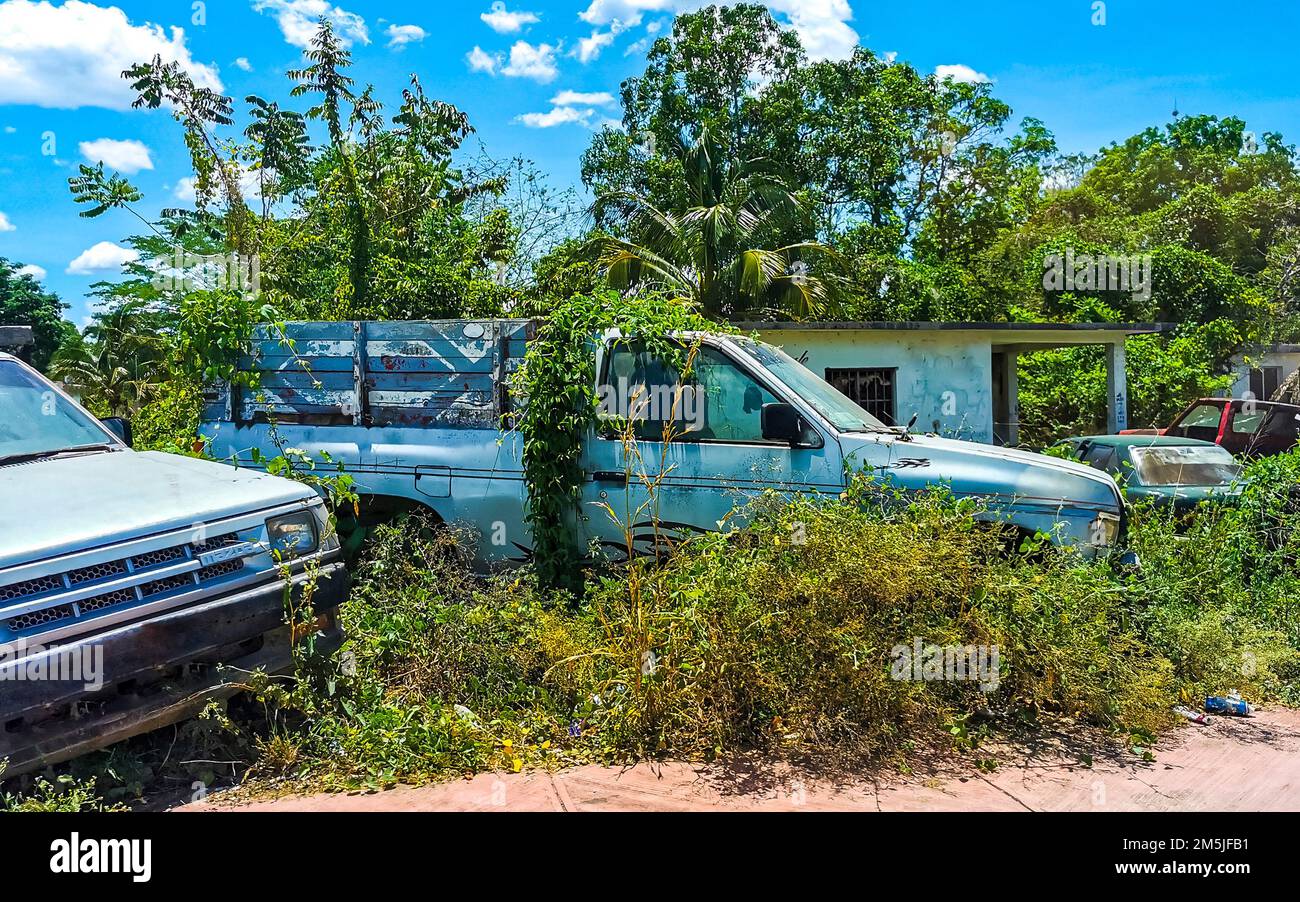 Scrap cars wrecks rotting in the bushes in Kantunilkin Lazaro Cardenas ...