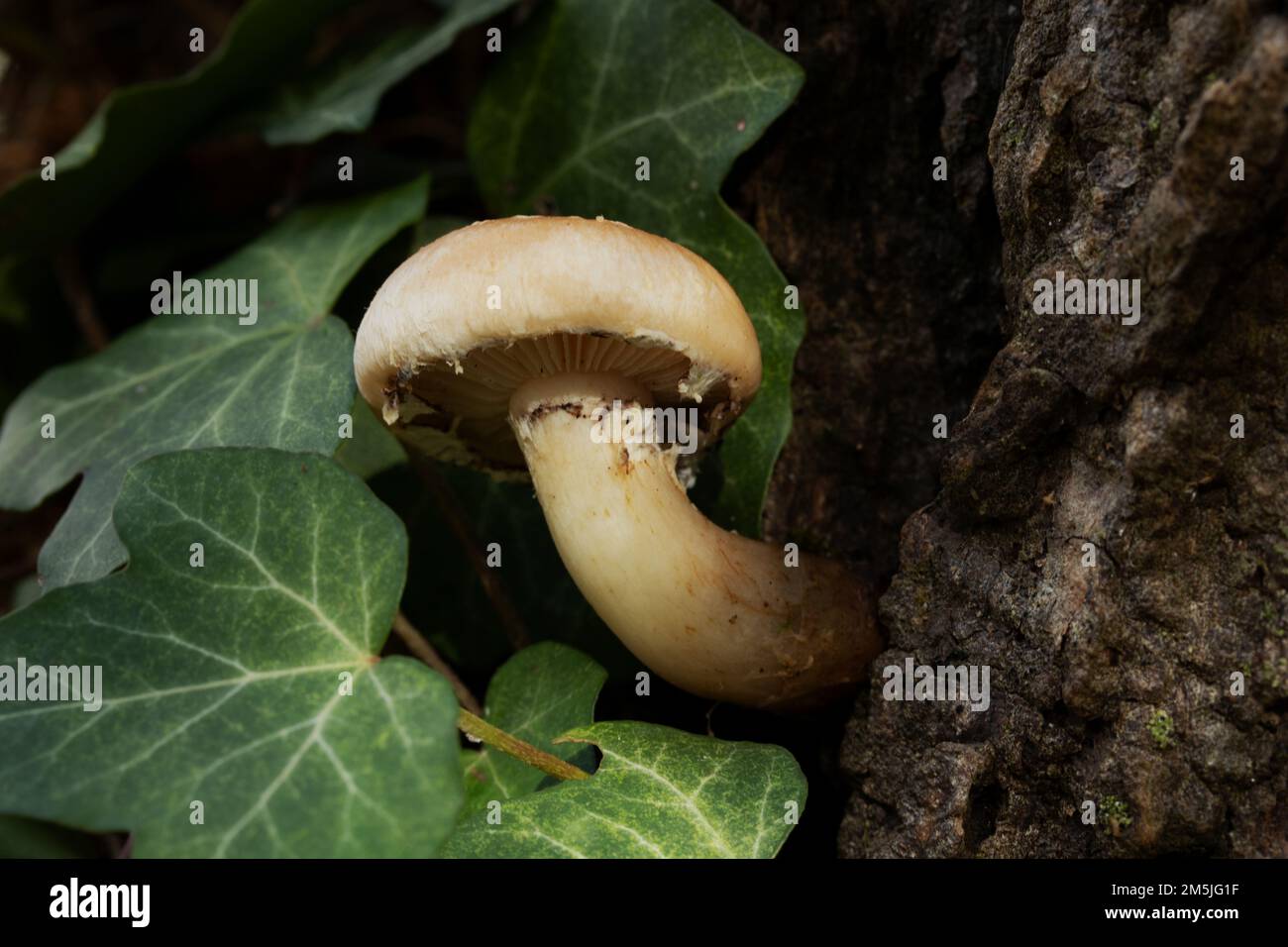 Pholiota mushroom Stock Photo