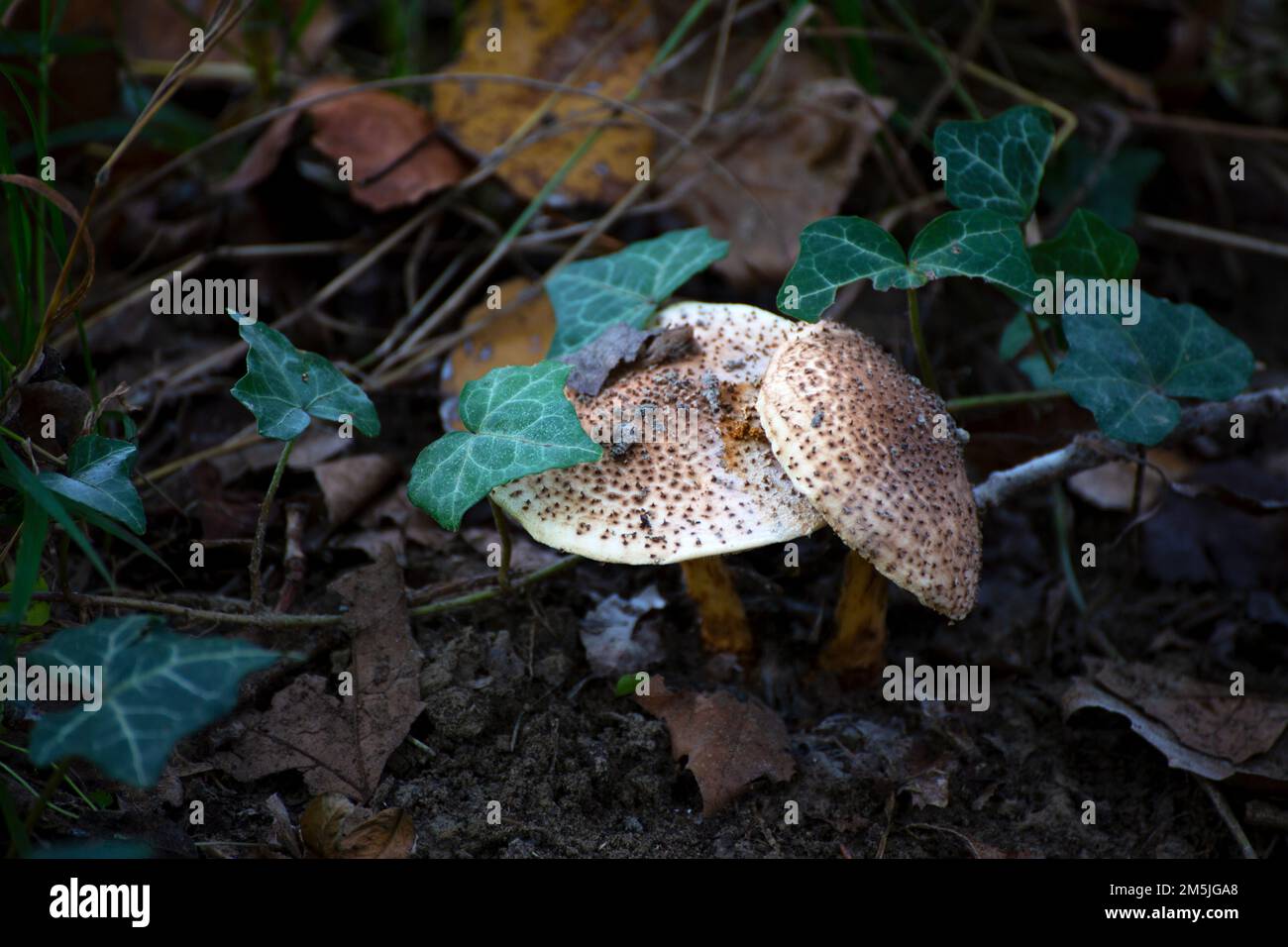 autumn mushroom Lepiota aspera Stock Photo