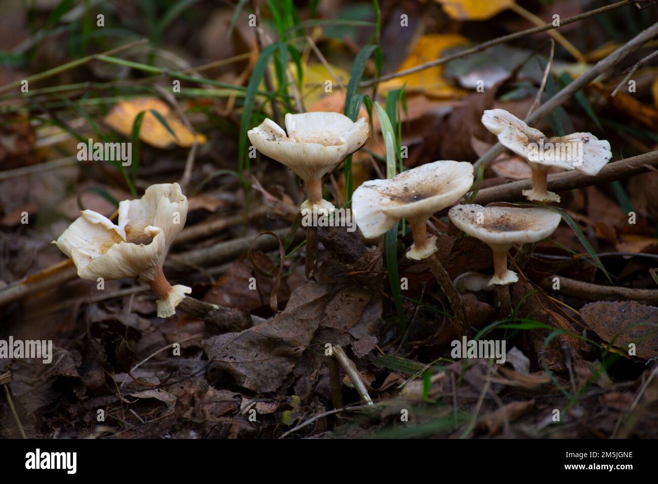 autumn mushroom Clitocybe Stock Photo