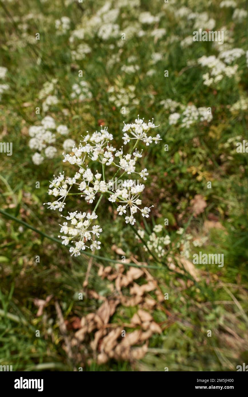 Conopodium majus in bloom Stock Photo