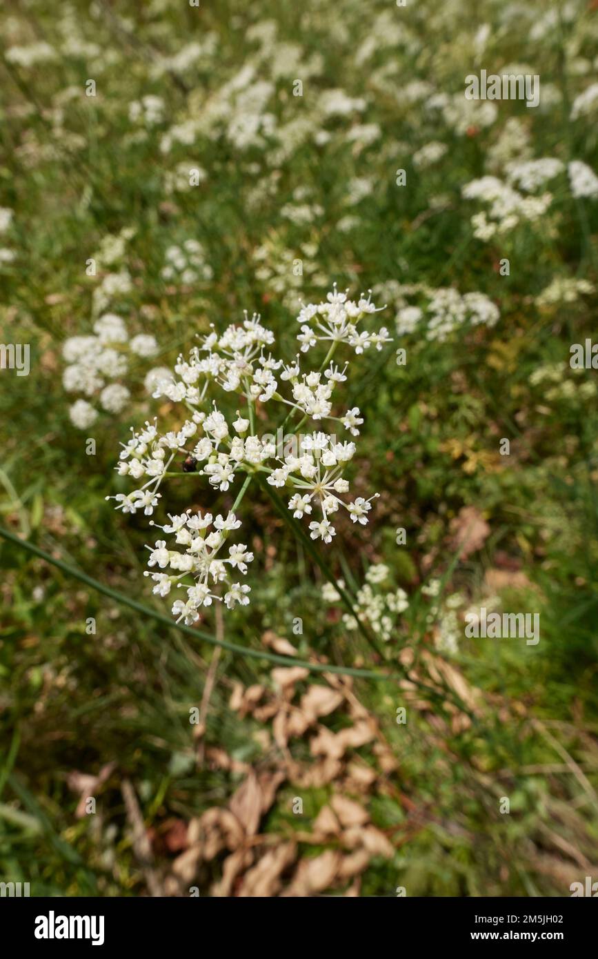 Conopodium majus in bloom Stock Photo