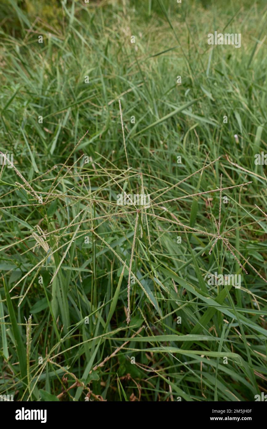 Cynodon dactylon grass in bloom Stock Photo