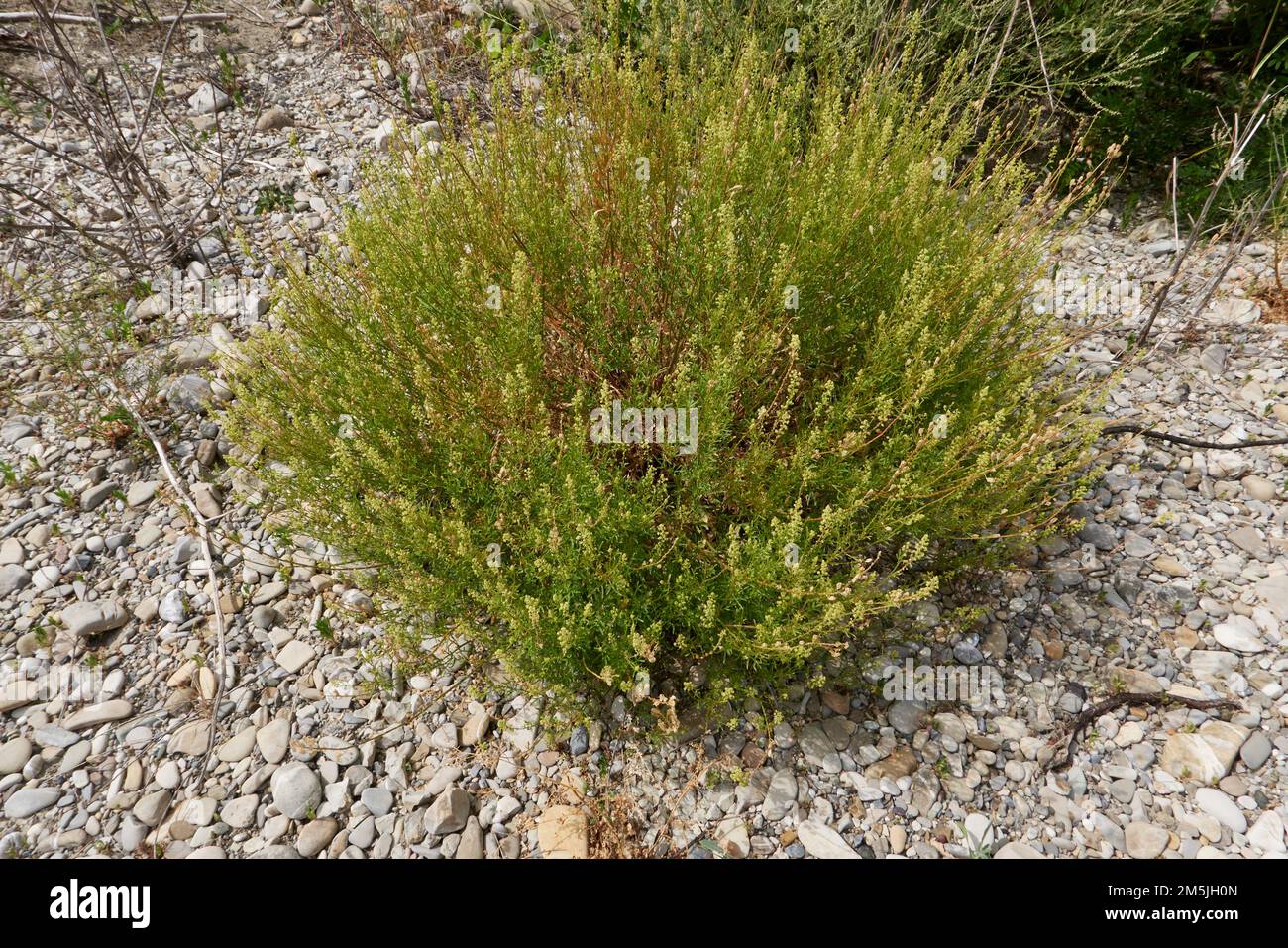 Reseda lutea plant in bloom Stock Photo