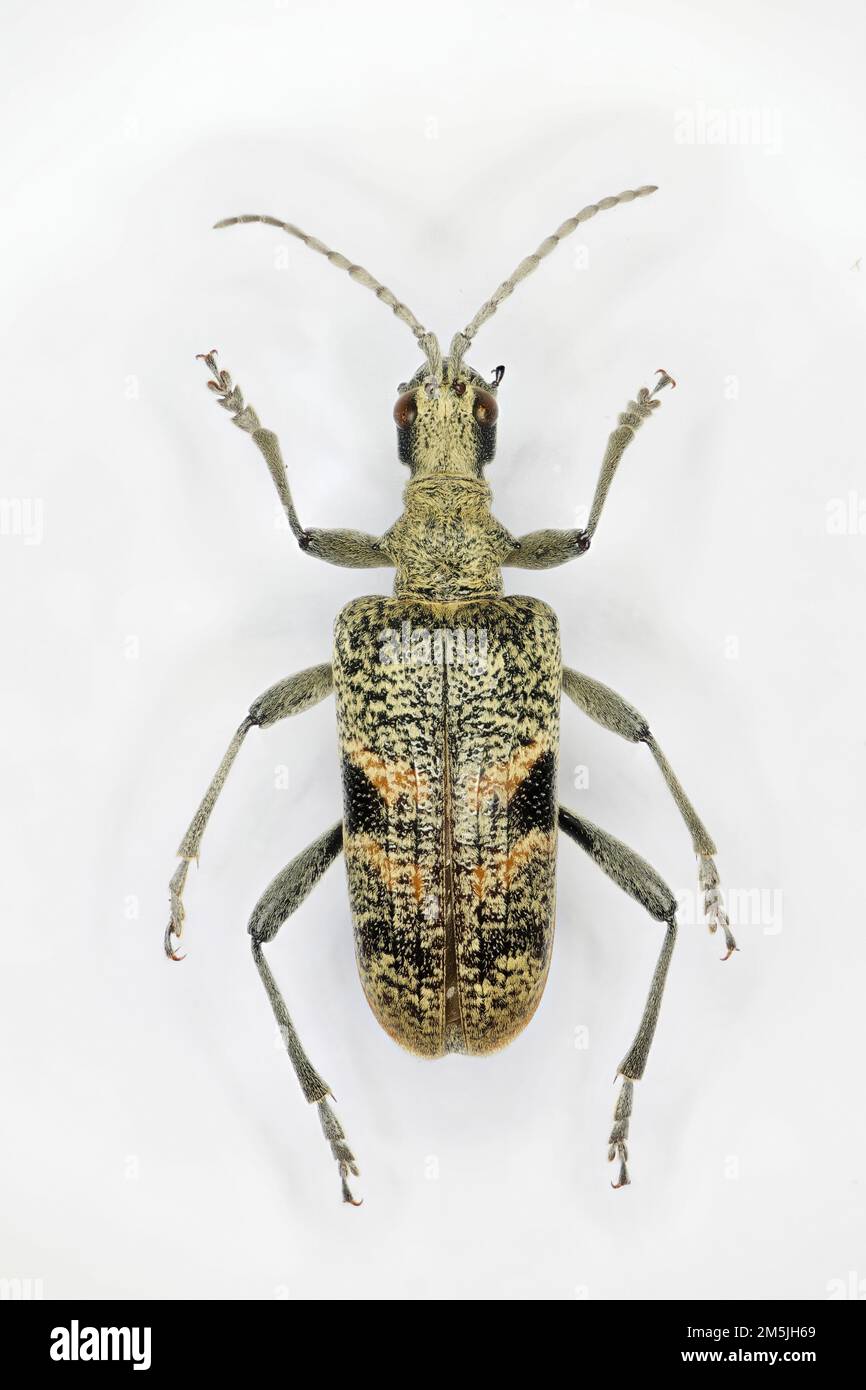 Rhagium mordax, the black-spotted longhorn beetle, is a species of beetle in the family Cerambycidae. Stock Photo