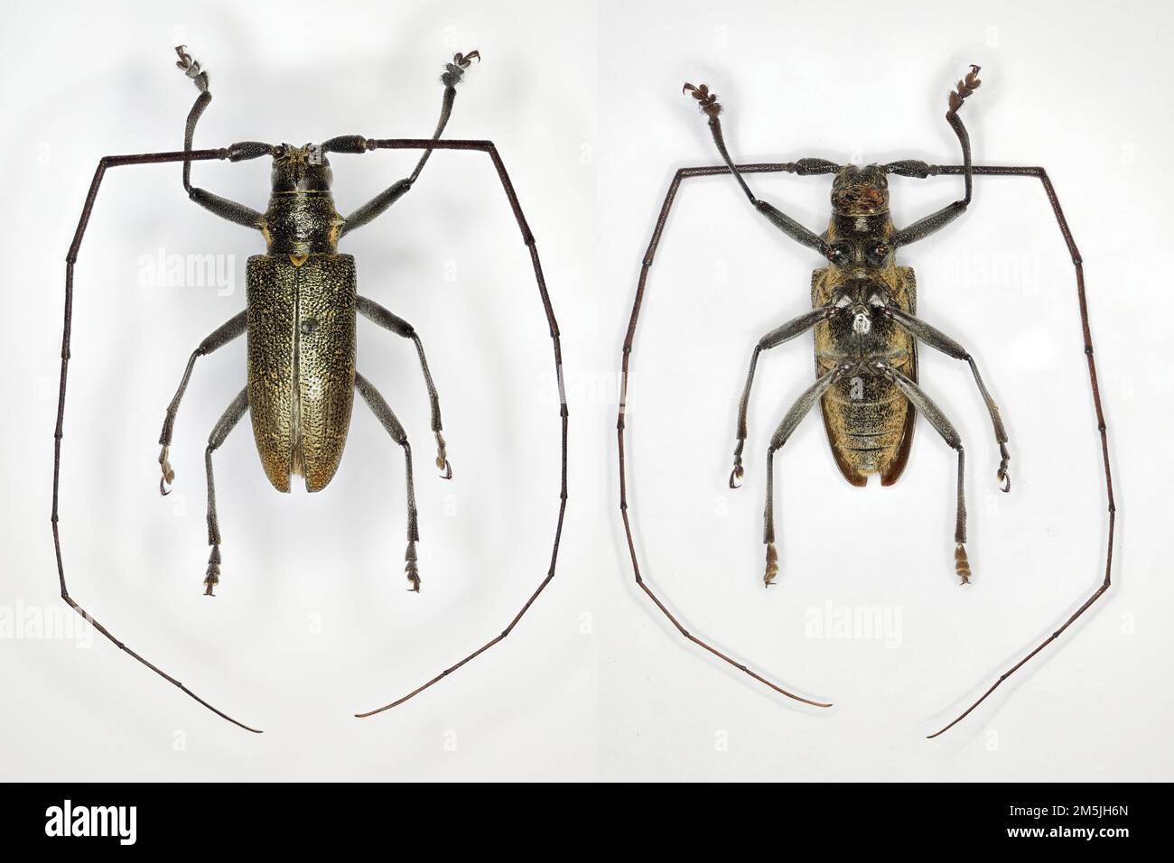 Longhorn beetle (family Cerambycidae), a specimen of unknown species, dorsal and ventral views. Stock Photo