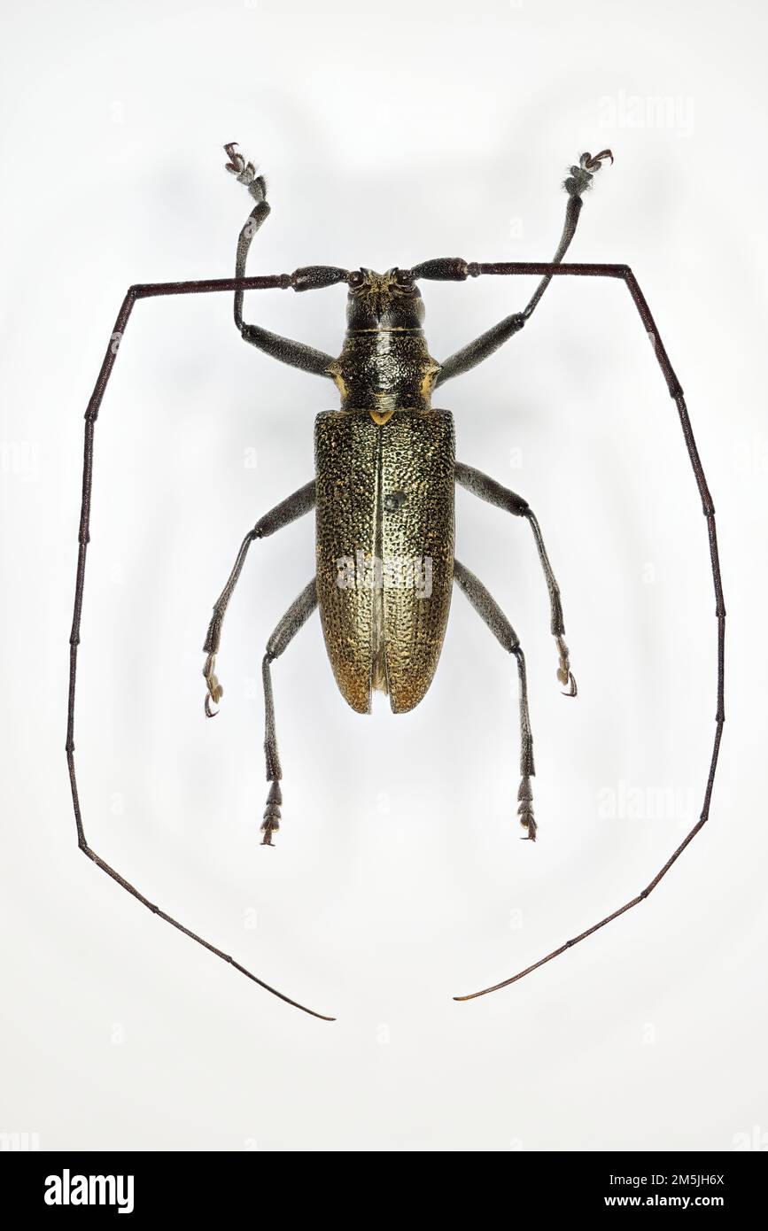 Longhorn beetle (family Cerambycidae), a specimen of unknown species. Stock Photo