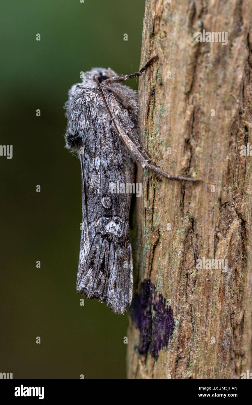 Xylena solidaginis (Hübner, [1803]) - Noctuidae, Xyleninae - Golden-rod Brindle.  Adult moth at rest on a twig Stock Photo
