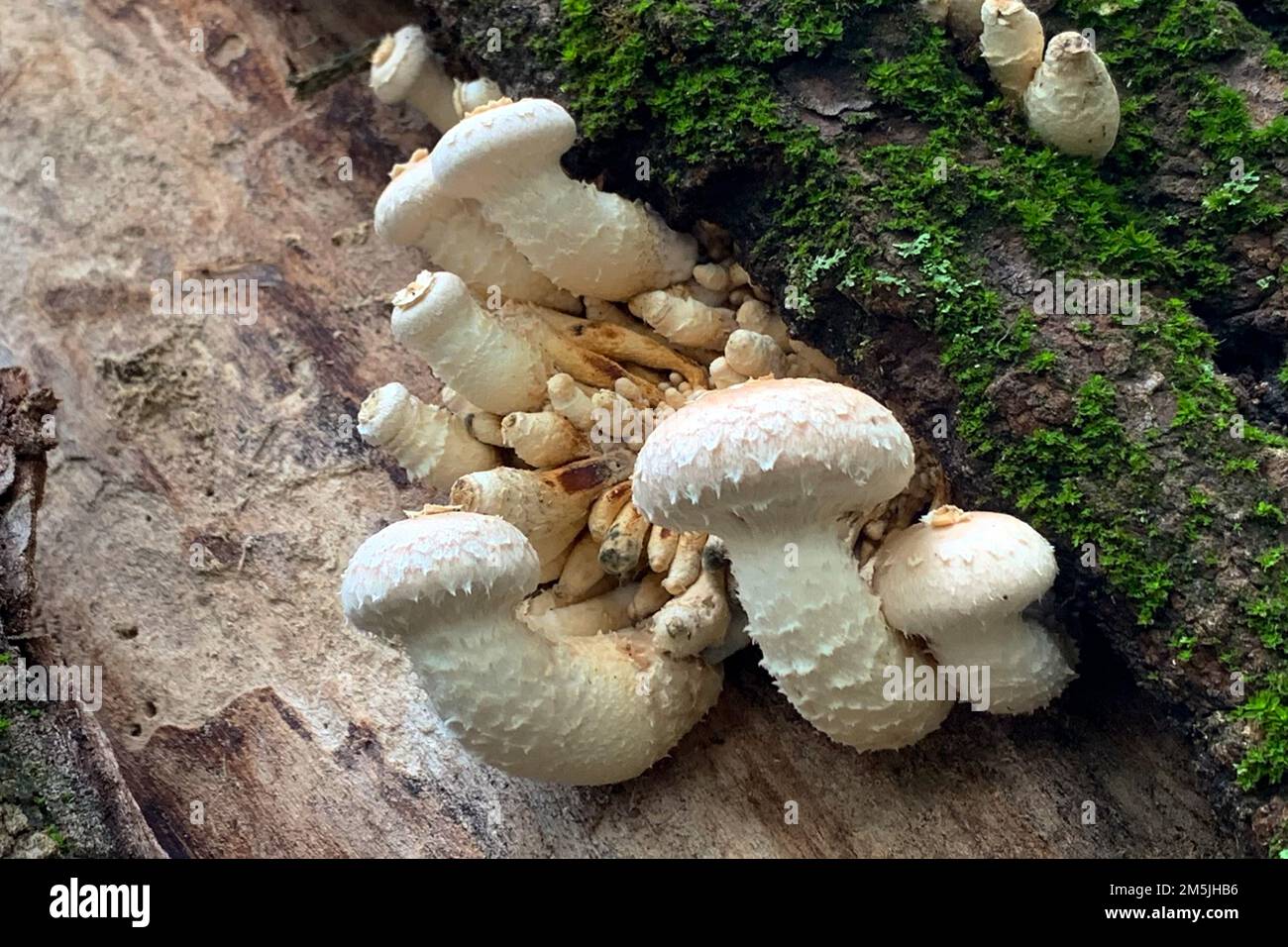 Pholiota mushroom Stock Photo