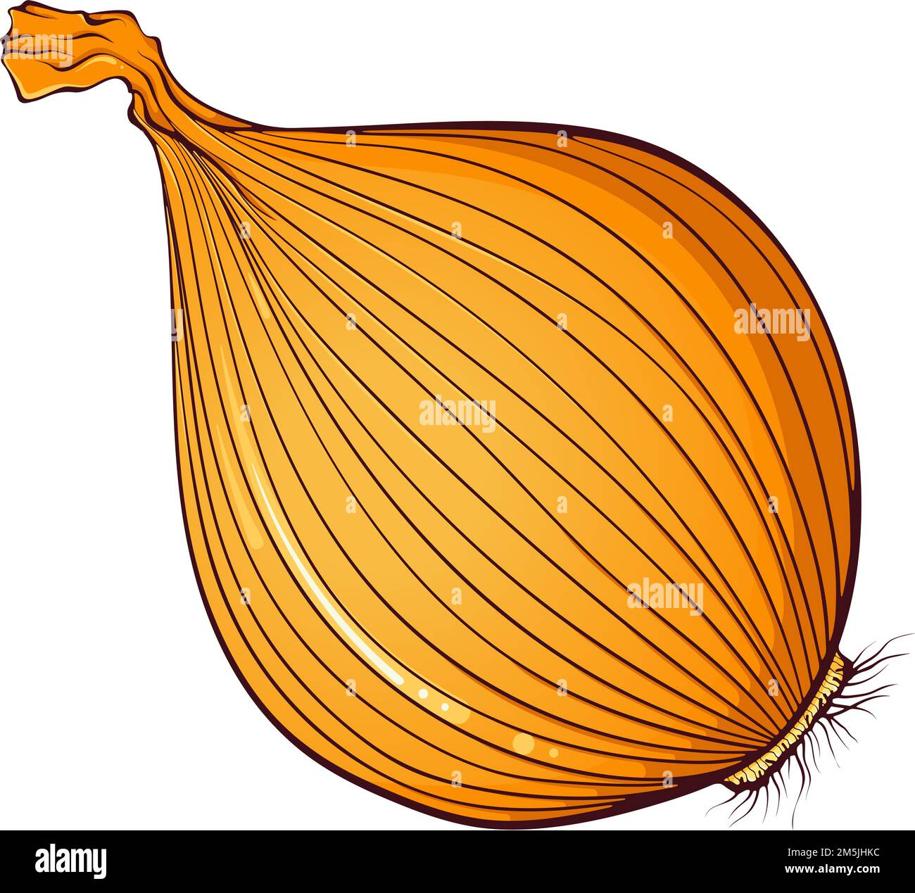 Onion close up Stock Vector Images - Alamy