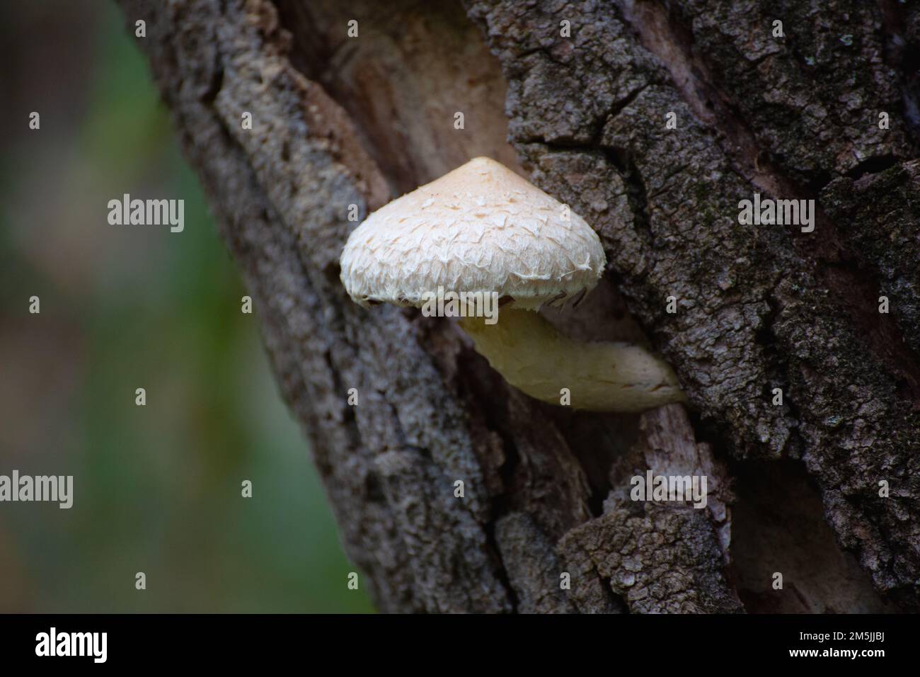 Pholiota mushroom Stock Photo