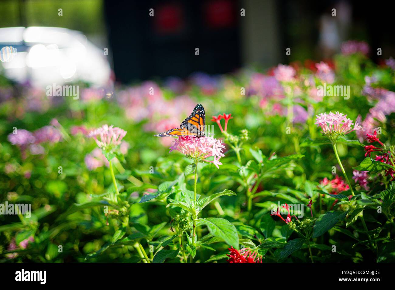 A monarch butterfly (Danaus plexippus) on a pink flower in a garden on ...