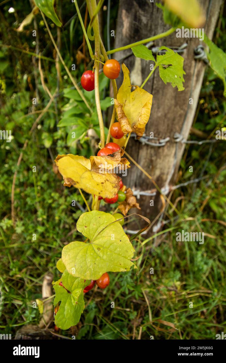 Natural environmental plant portrait of black bryony, Dioscorea communis, Tamus communis Stock Photo