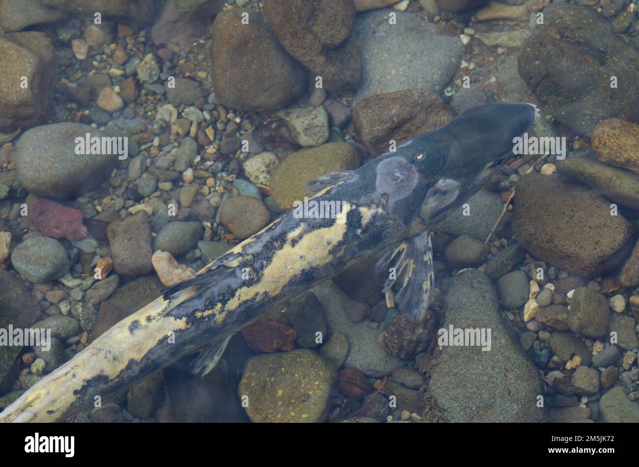 Chum salmon Oncorhynchus keta in the Motosakimui River. Motosakimui