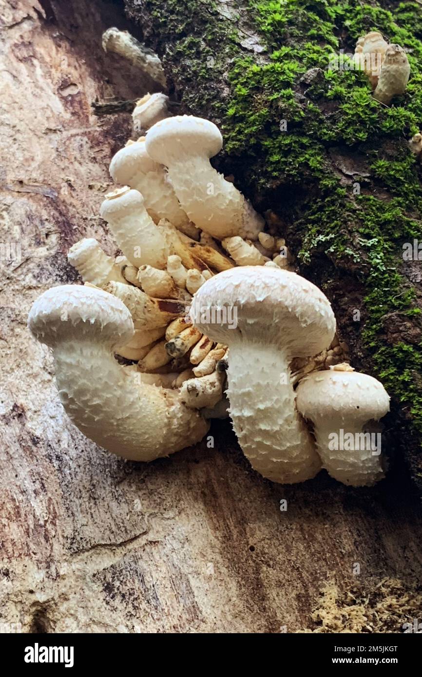 Pholiota mushroom Stock Photo