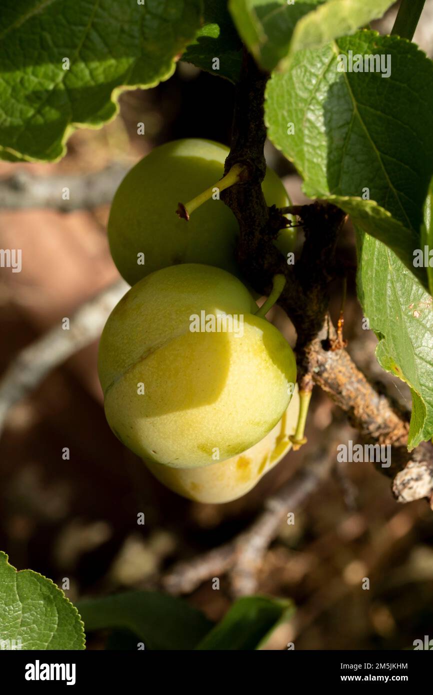 Super sweet Greengages on the tree. Natural close up fruit portrait Stock Photo