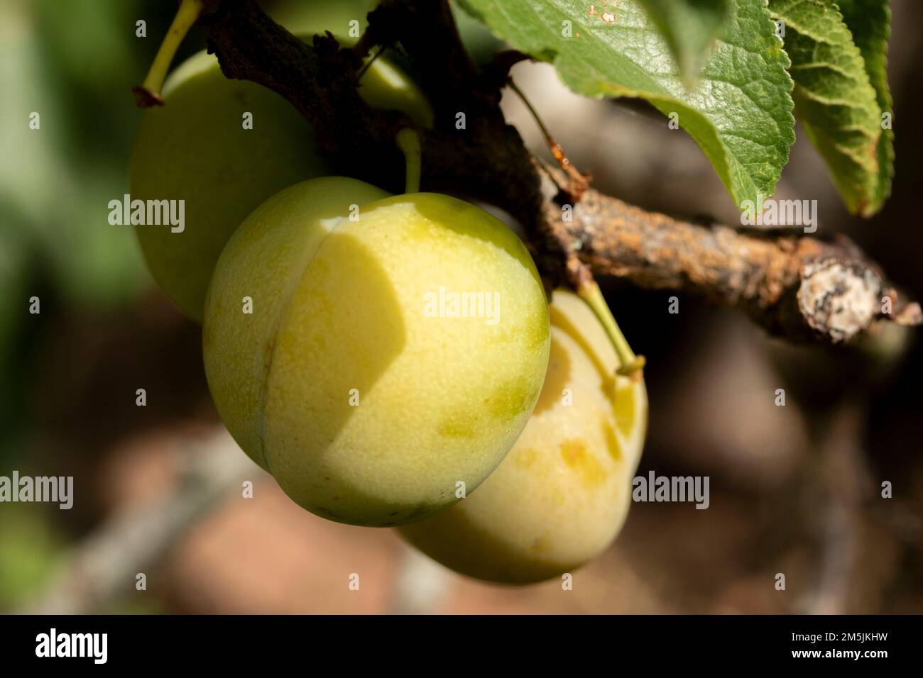 Super sweet Greengages on the tree. Natural close up fruit portrait Stock Photo