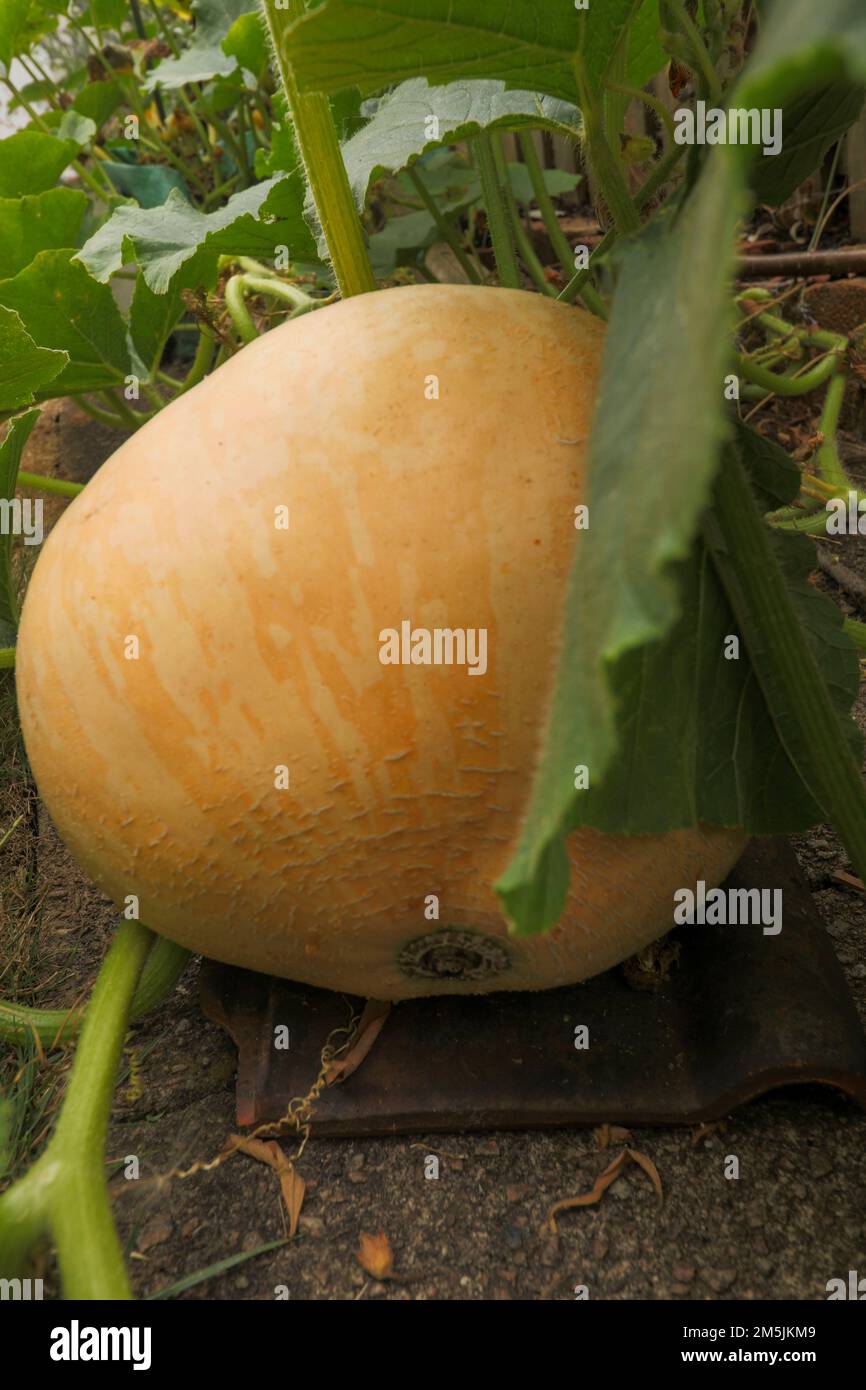 Pumpkin growing in an urban garden, London, England Stock Photo - Alamy