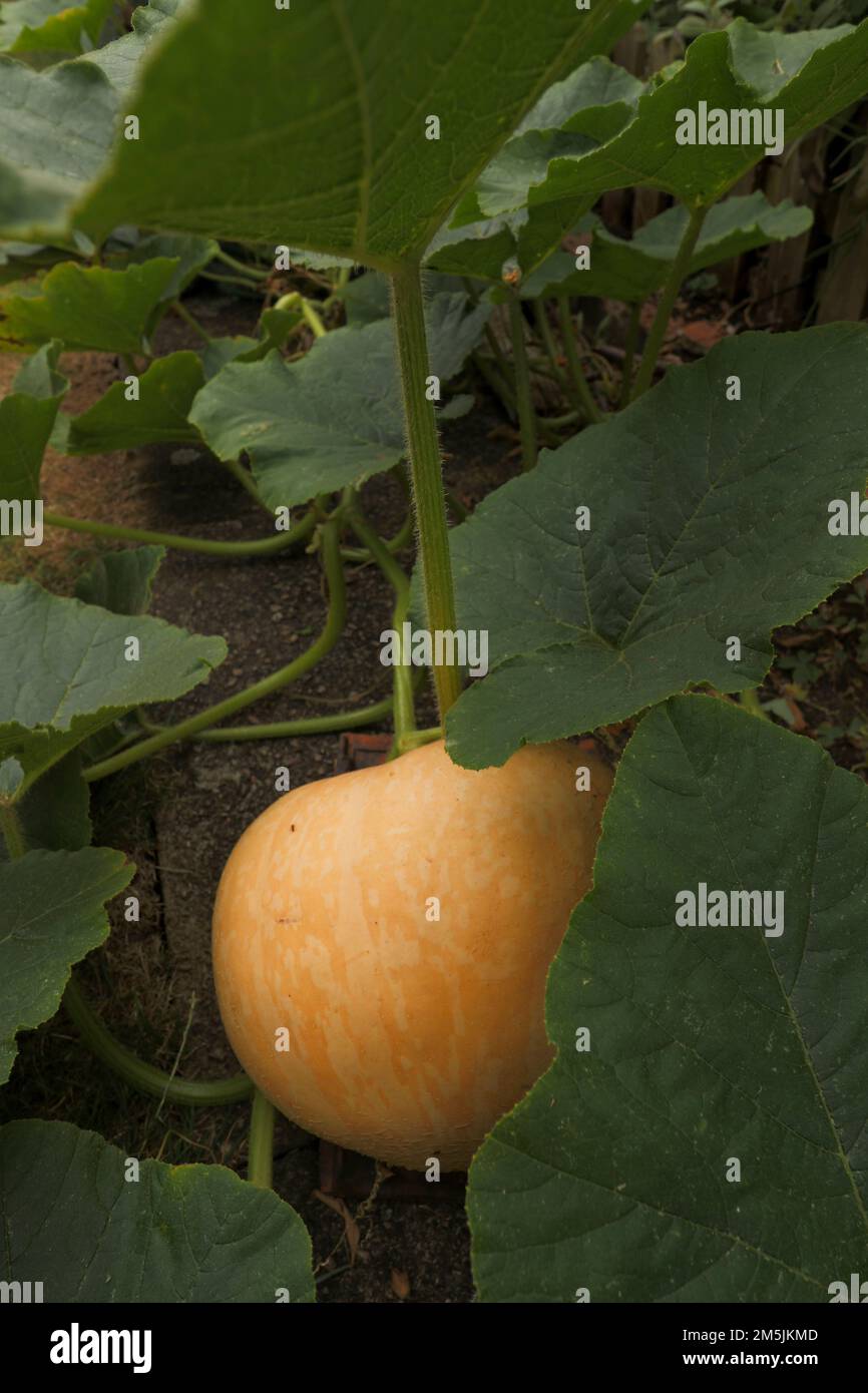 Pumpkin growing in an urban garden, London, England Stock Photo - Alamy