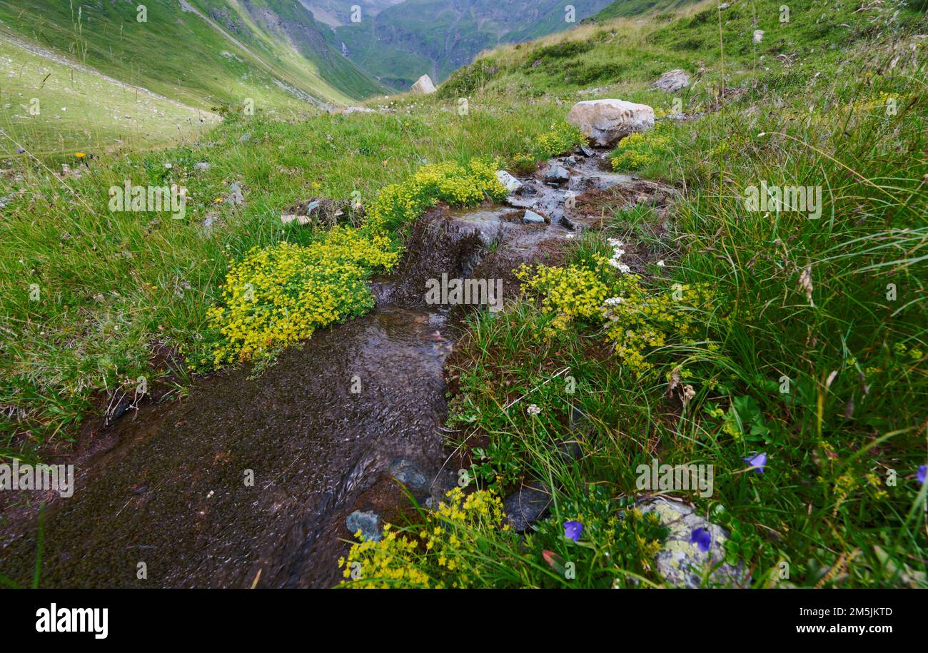 Alpenapollo Lebensraum, Parnassius sacerdos, Alpine Apollo Butterfly Habitat Stock Photo