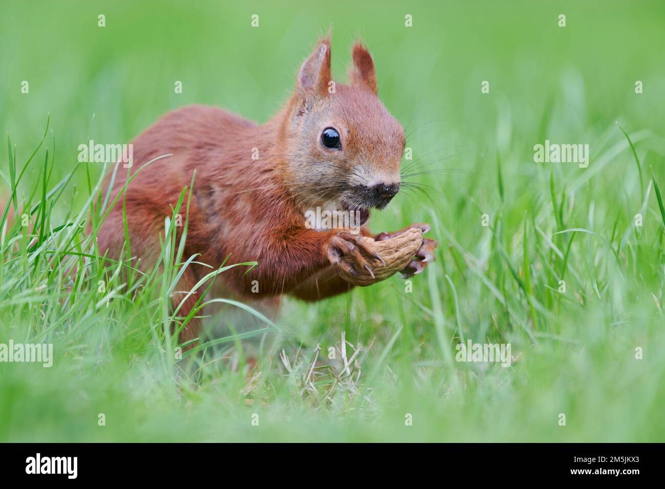 Eurasisches Eichhoernchen, Sciurus vulgaris, Eurasian red squirrel Stock Photo