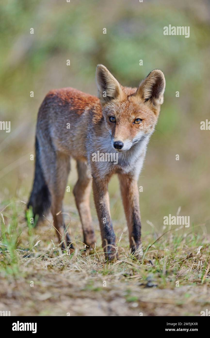 Rotfuchs, Vulpes vulpes, Red Fox Stock Photo - Alamy