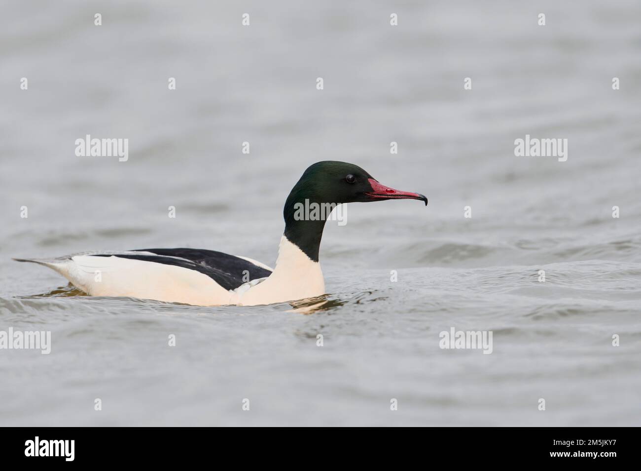 Maennlicher Gaensesaeger, Mergus merganser, Male common merganser Stock