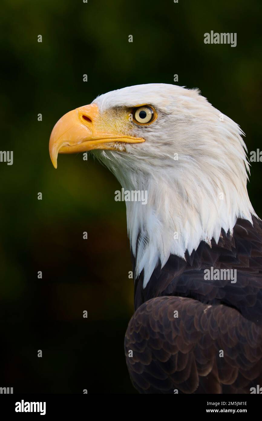 Weisskopfseeadler, Haliaeetus leucocephalus, Bald eagle Stock Photo