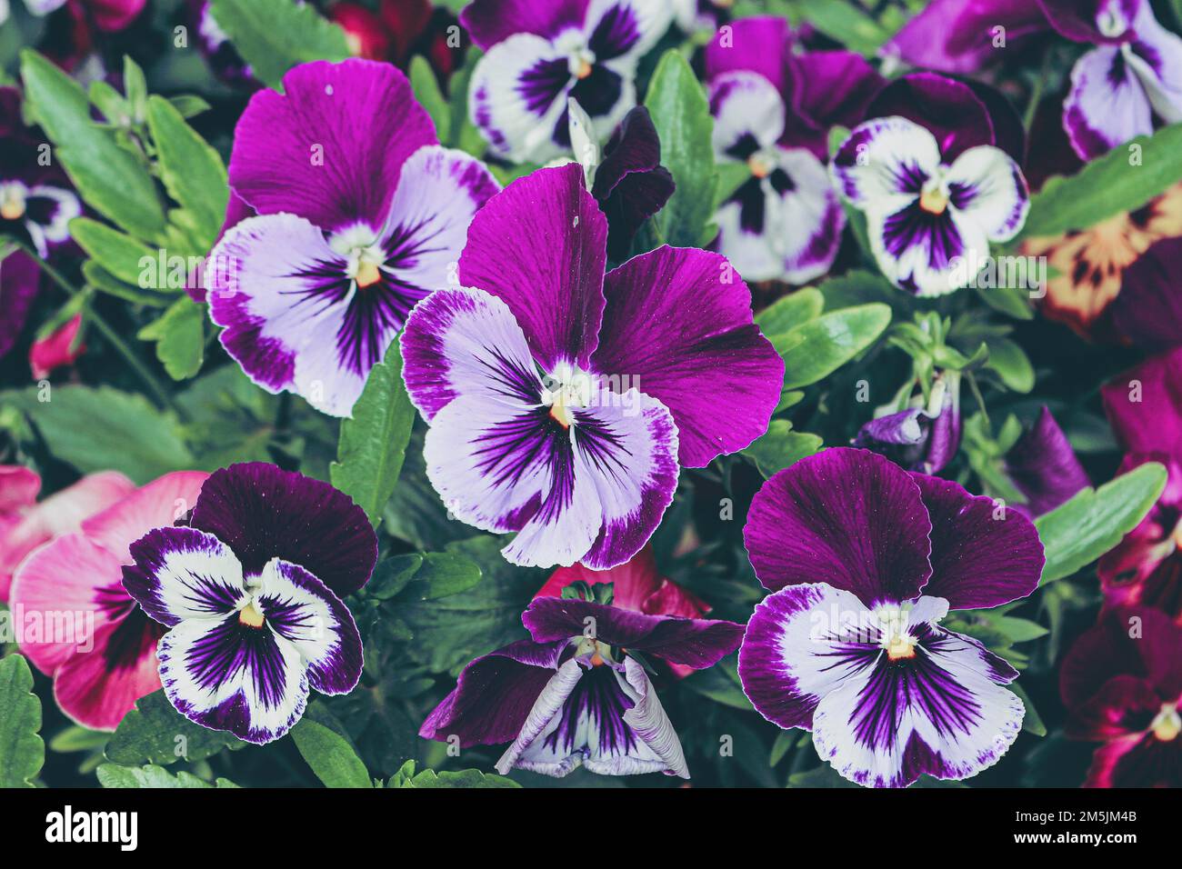 Colorful pansies in bloom. Photographed at the arboretum. Stock Photo