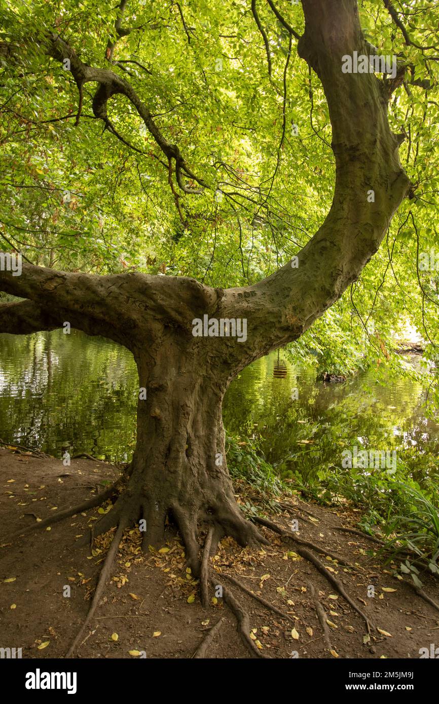 Natures chaos; natural environmental patterns formed by shapes in an