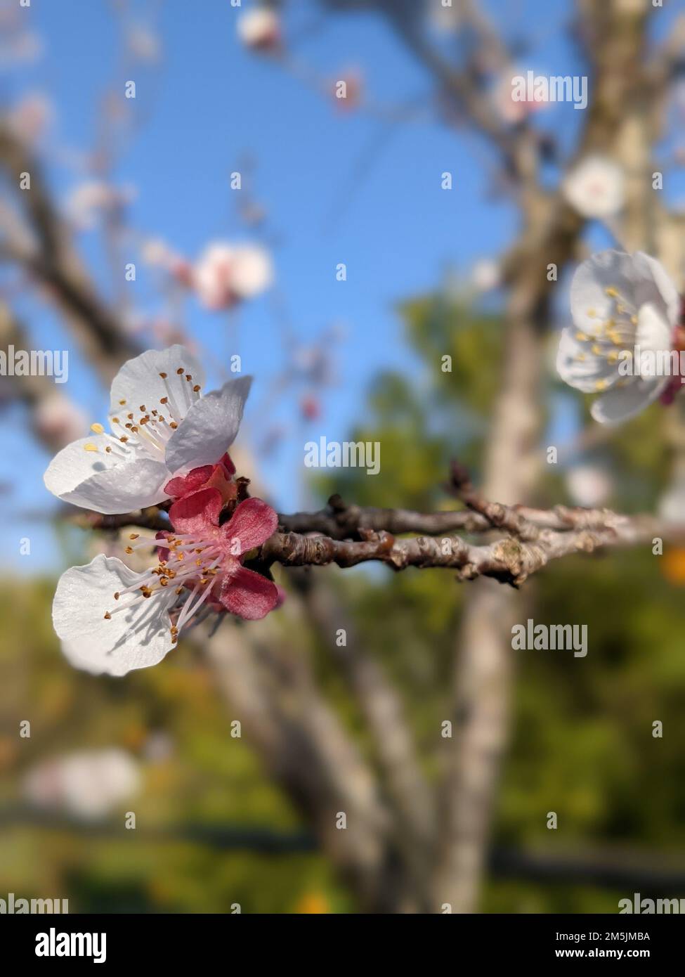 The blooming apricot tree blossoms in closeup with blurred background