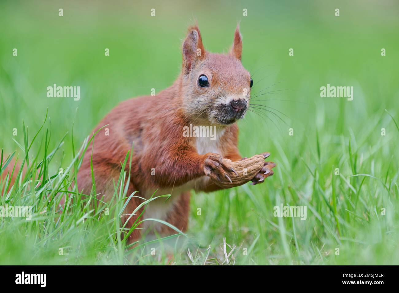 Eurasisches Eichhoernchen, Sciurus vulgaris, Eurasian red squirrel Stock Photo