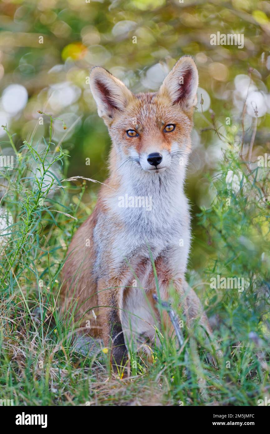 15010 Vulpes Vulpes Red Fox main image 1