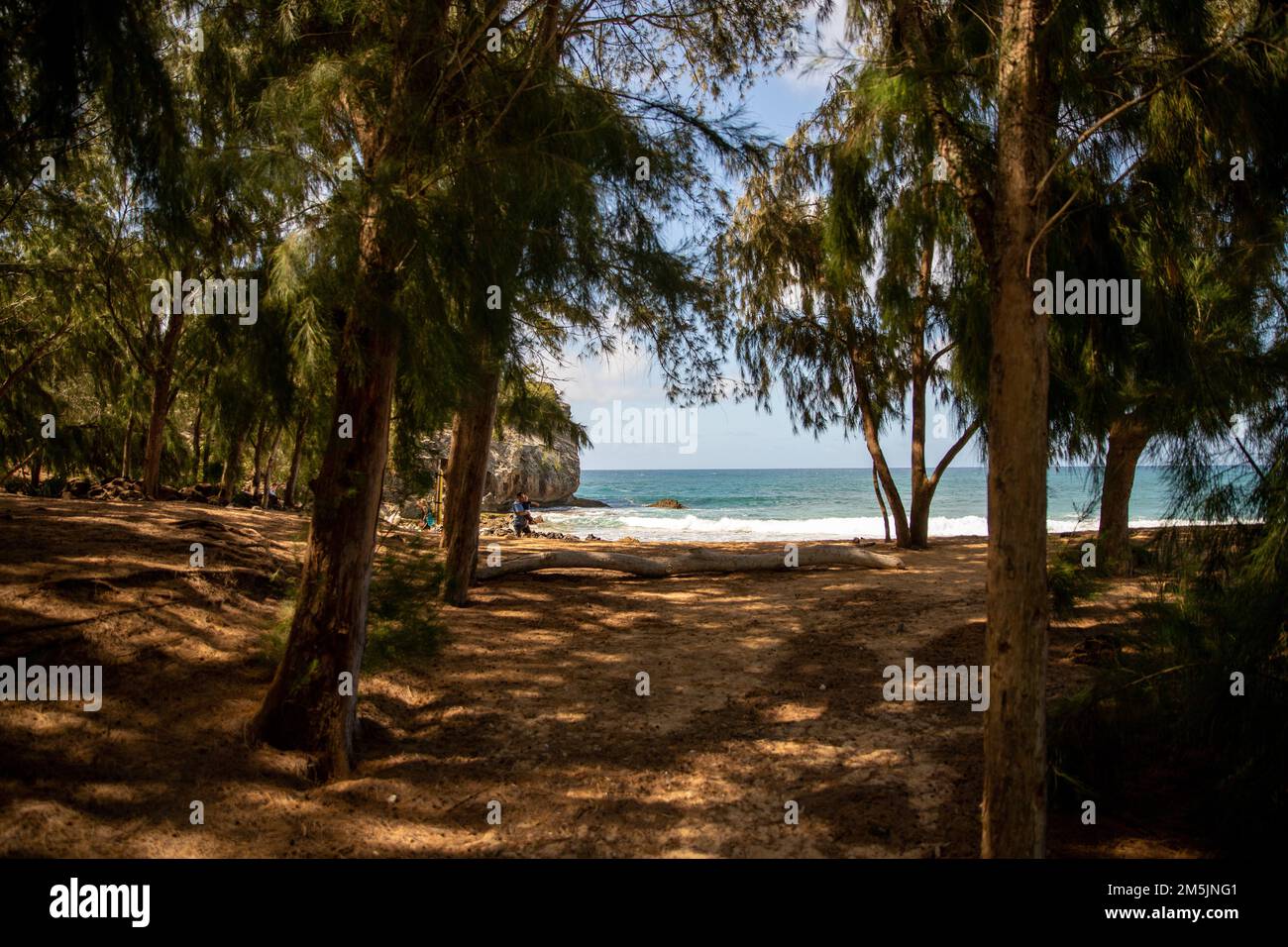 A sunny beach with palm trees Stock Photo - Alamy