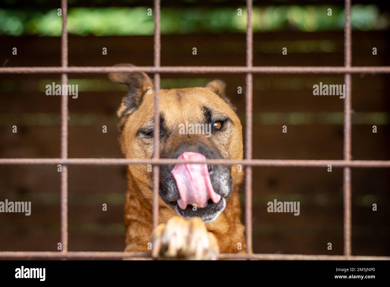 A closeup of a Perro de Presa Canario breed dog looking behind a fence Stock Photo