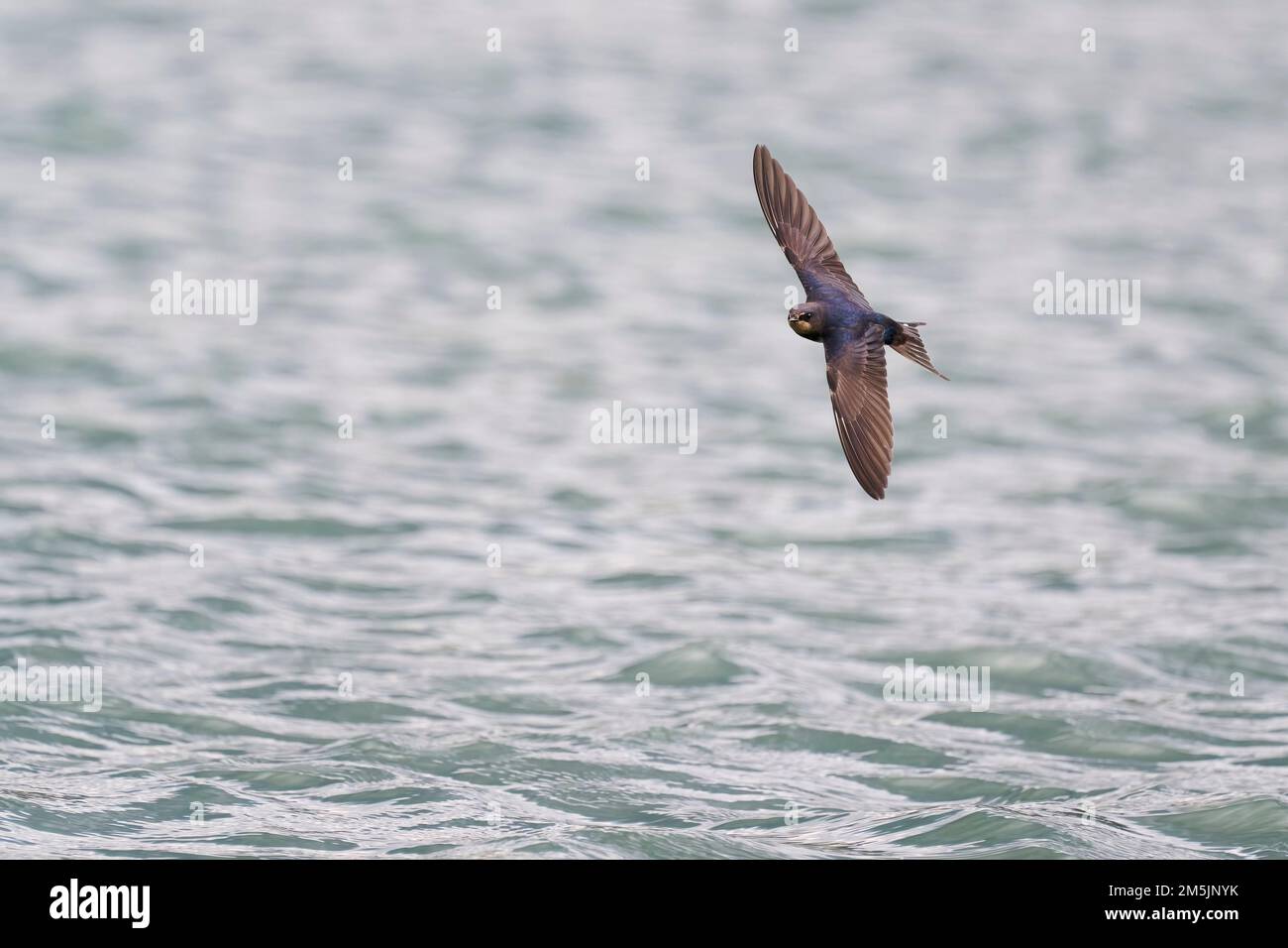 Rauchschwalbe im Flug, Hirundo rustica, Barn Swallow flying Stock Photo